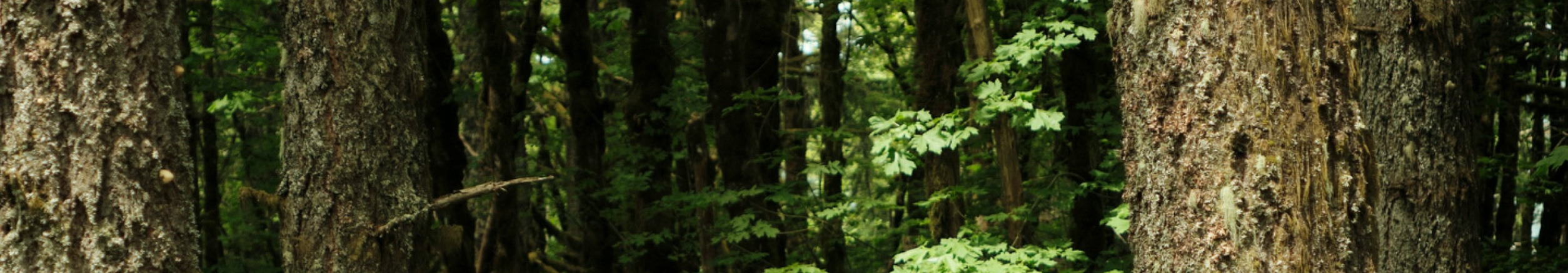 A moss-covered forest